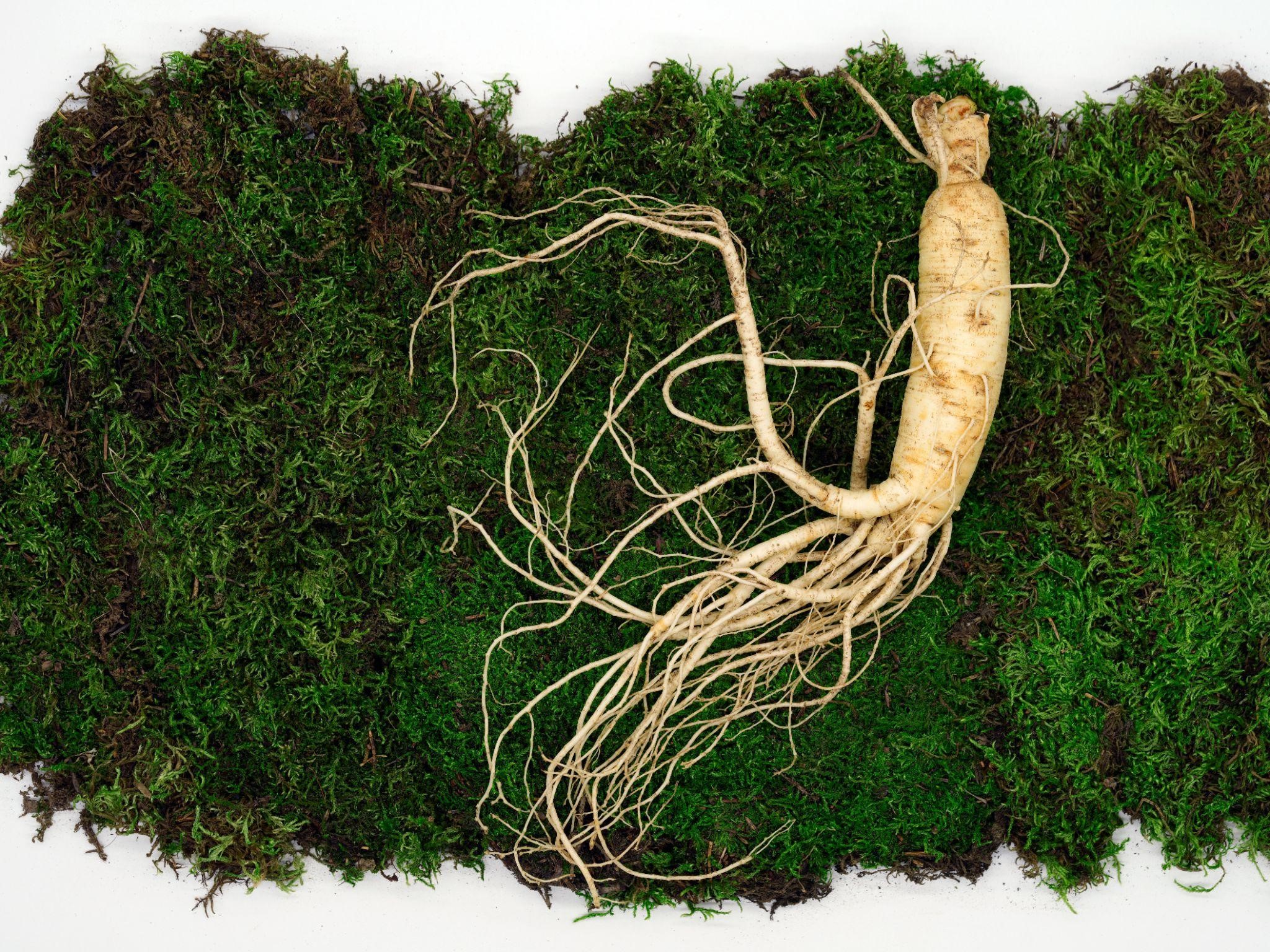 Ginseng root for immunity in Chinese medicine